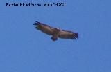 Pájaro Buitre leonado - Gyps fulvus. Cazorla